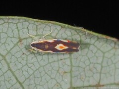 Erythroneura aclys