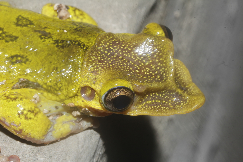 Shovel-headed Tree Frogs
