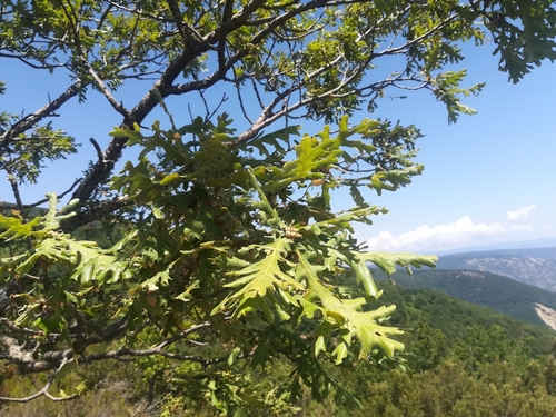 Image of Quercus frainetto by (c) Lorenzo Emanuele Labate, some rights reserved (CC BY)