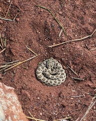 Crotalus oreganus concolor