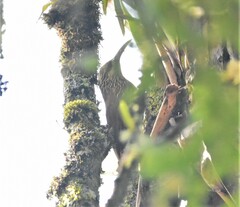 Xiphocolaptes promeropirhynchus