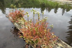 Drosera intermedia