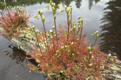 Drosera intermedia