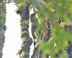 Xiphocolaptes promeropirhynchus