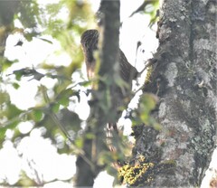 Xiphocolaptes promeropirhynchus