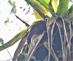 Xiphocolaptes promeropirhynchus