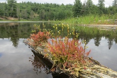 Drosera intermedia