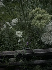 Daucus carota