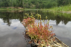 Drosera intermedia