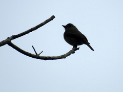 Contopus cinereus