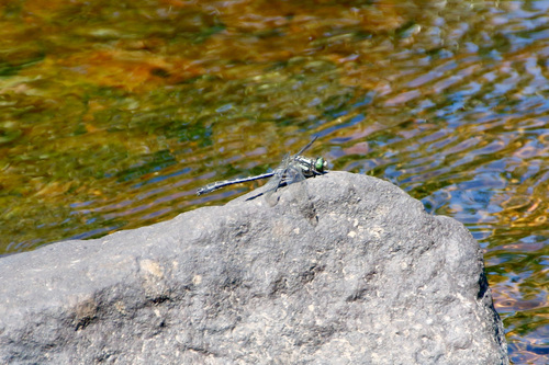 Mustached Clubtail photo 3