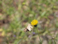 Protoschinia nuchalis