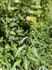Collomia grandiflora