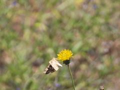 Protoschinia nuchalis