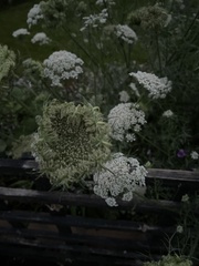 Daucus carota