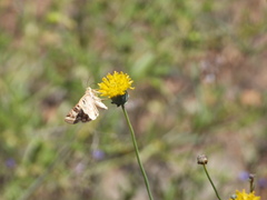Protoschinia nuchalis