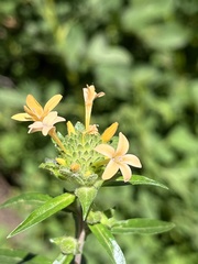 Collomia grandiflora
