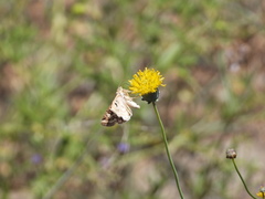 Protoschinia nuchalis