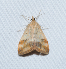 Pyrausta semirubralis