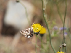Protoschinia nuchalis