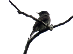Contopus cinereus