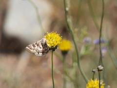 Protoschinia nuchalis