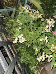 Tanacetum parthenium