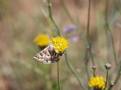 Protoschinia nuchalis