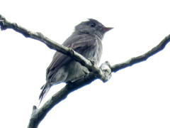 Contopus cinereus