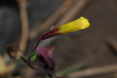 Erythranthe pulsiferae