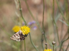Protoschinia nuchalis