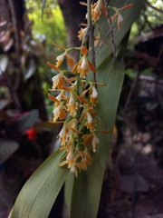 Epidendrum martinezii