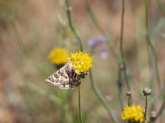 Protoschinia nuchalis