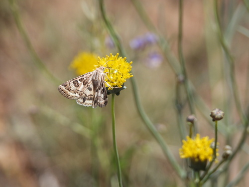 Spotted Clover Moth photo 3