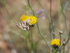 Protoschinia nuchalis