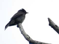 Contopus cinereus