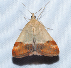 Pyrausta semirubralis