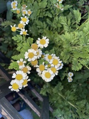 Tanacetum parthenium
