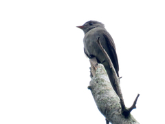 Contopus cinereus