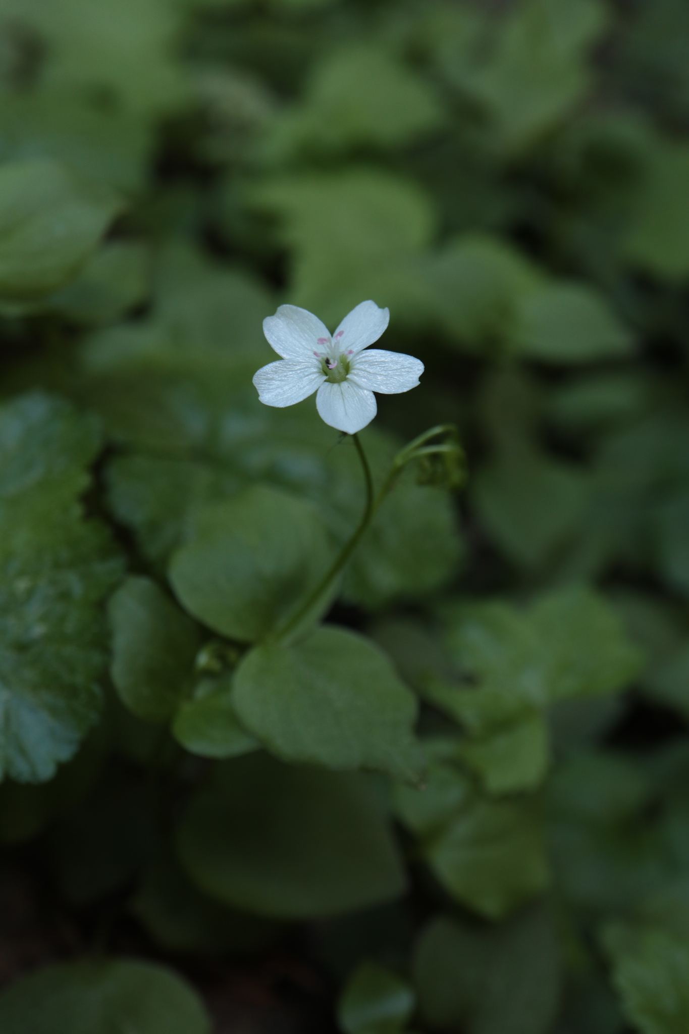 Claytonia cordifolia