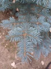 Picea pungens