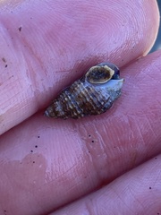 Nassariinae