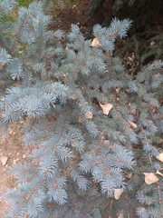 Picea pungens