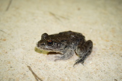 Lithobates heckscheri