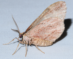 Stamnoctenis pearsalli