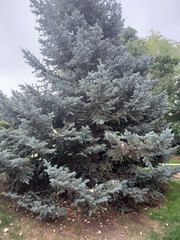 Picea pungens