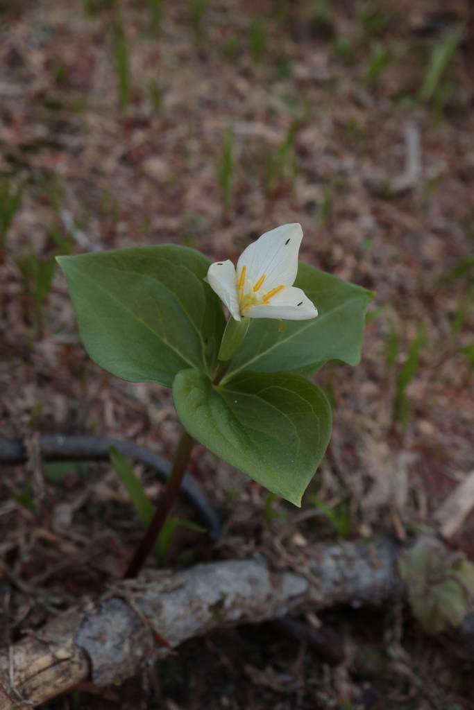 Pacific Trillium