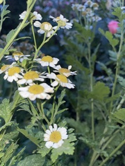 Tanacetum parthenium