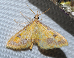Choristostigma zephyralis