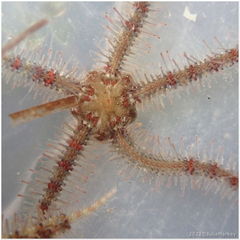 Ophiothrix spiculata image